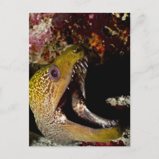 Het kwetsen en intimideren van de mond van een gee briefkaart (Voorkant)