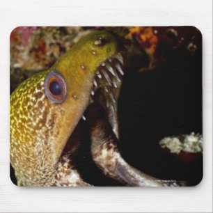 Het kwetsen en intimideren van de mond van een gee muismat