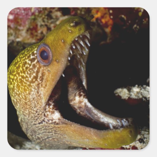 Het kwetsen en intimideren van de mond van een gee vierkante sticker (Voorkant)