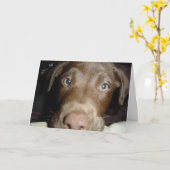 Het Laboratorium van de chocolade Kaart (Gele Bloem)