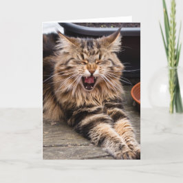 Het lachen kattenwenskaart kaart