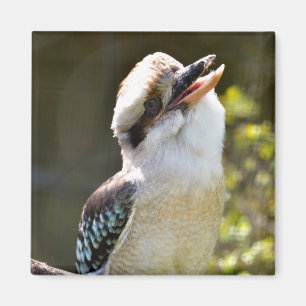 Het lachen Kookaburra die op tak Briefkaart Squ wo Magneet