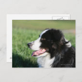 Het Lagen van de Puppy van de grens Briefkaart (Voorkant / Achterkant)