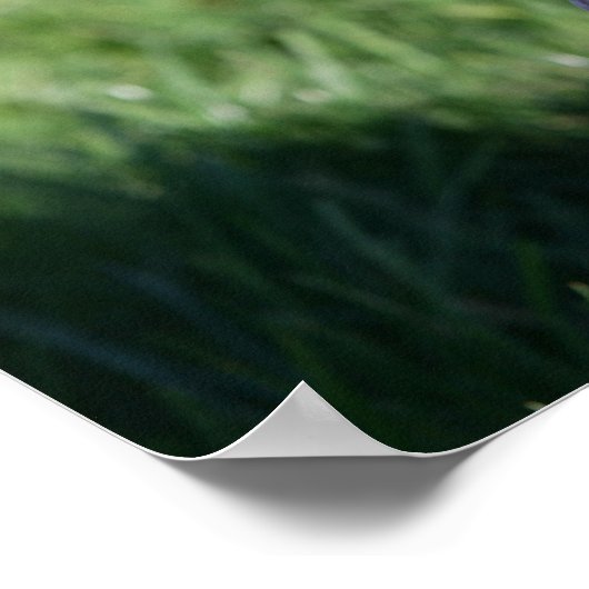 Het Lagen van de Puppy van de grens Poster (Hoek)