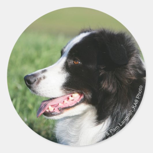Het Lagen van de Puppy van de grens Ronde Sticker (Voorkant)