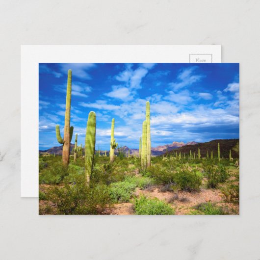 Het landschap van de woestijn cactus, Arizona Briefkaart (Voorkant / Achterkant)