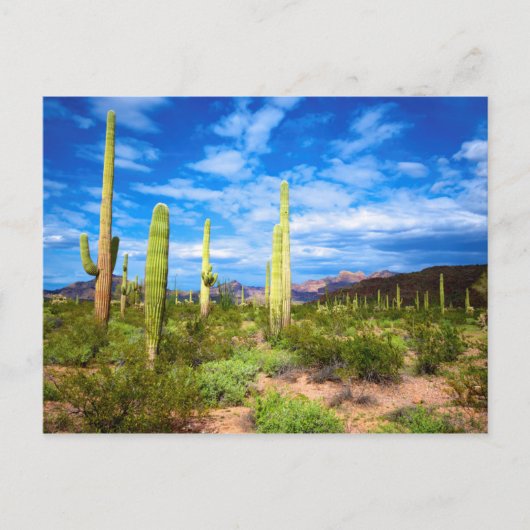 Het landschap van de woestijn cactus, Arizona Briefkaart (Voorkant)