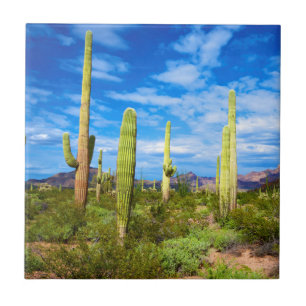 Het landschap van de woestijncactus, Arizona Tegeltje