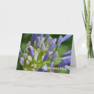 Het Lege Wenskaart van Agapanthus Kaart
