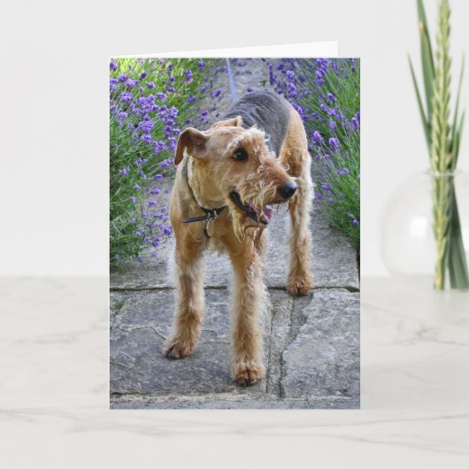 Het Lege Wenskaart van Airedale Terrier Kaart (Voorkant)