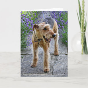 Het Lege Wenskaart van Airedale Terrier Kaart