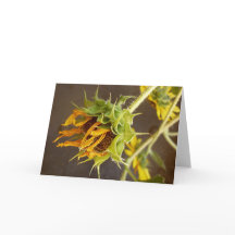 Het Lege Wenskaart van de Cyclus van de zomer