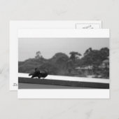 Het leiden Pigeons Briefkaart (Voorkant / Achterkant)