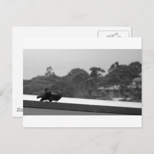 Het leiden Pigeons Briefkaart (Voorkant / Achterkant)