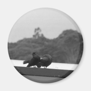Het leiden Pigeons Magneet