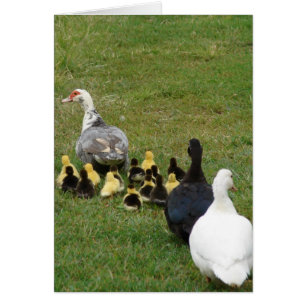 Het leiden van gezinsmussens in een lijn