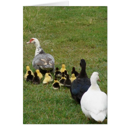 Het leiden van gezinsmussens in een lijn (Voorkant)