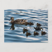 Het lelijke briefkaart van de eenden (Voorkant)