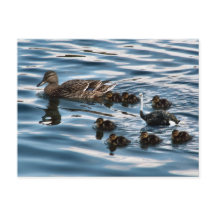 Het lelijke briefkaart van de eenden