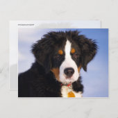 Het leuke Afbeelding van het Puppy van de Hond van Briefkaart (Voorkant / Achterkant)