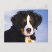 Het leuke Afbeelding van het Puppy van de Hond van Briefkaart (Voorkant)