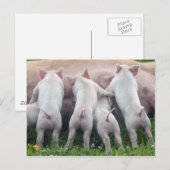Het leuke Briefkaart van de Biggetjes van de (Voorkant / Achterkant)