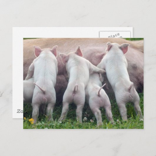 Het leuke Briefkaart van de Biggetjes van de (Voorkant / Achterkant)