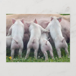 Het leuke Briefkaart van de Biggetjes van de
