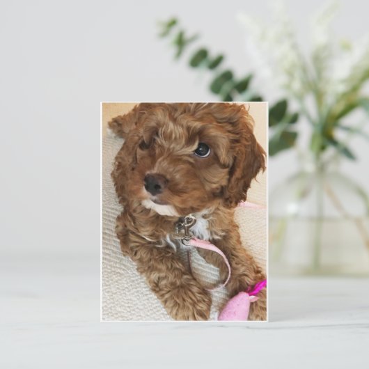Het leuke Briefkaart van het Puppy Cockapoo (Staand voorkant)