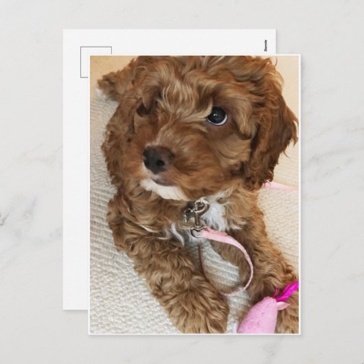 Het leuke Briefkaart van het Puppy Cockapoo (Voorkant / Achterkant)