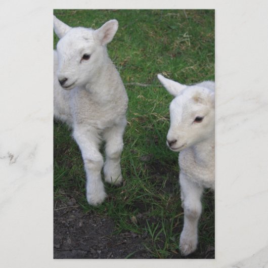 Het leuke Lam van de Schapen van de Tweelingen van Briefpapier (Voorkant)