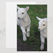 Het leuke Lam van de Schapen van de Tweelingen van Briefpapier (Voorkant / Achterkant)