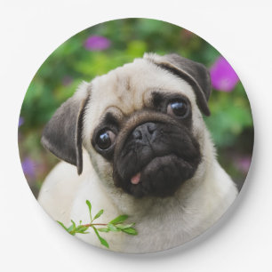 Het leuke Pug Fawn Portret van de Hond van het Papieren Bordje