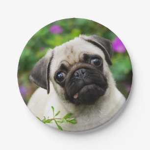 Het leuke Pug Fawn Portret van de Hond van het Papieren Bordje