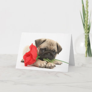 Het leuke Pug Puppy met Rood nam Valentijn toe Feestdagen Kaart