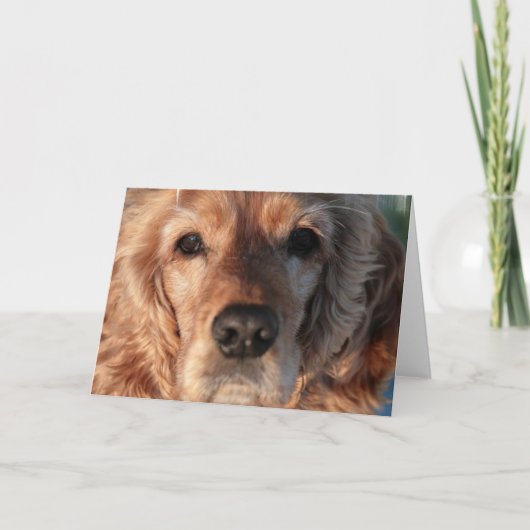 Het leuke Wenskaart van het Spaniel Kaart (Voorkant)
