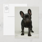 Het leukste Franse Puppy van de Buldog Briefkaart (Voorkant / Achterkant)
