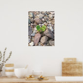 Het leven in de Rocks Foto Poster (Keuken)