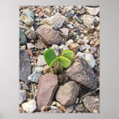 Het leven in de Rocks Foto Poster (Voorkant)