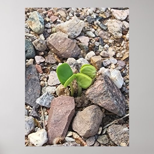 Het leven in de Rocks Foto Poster (Voorkant)