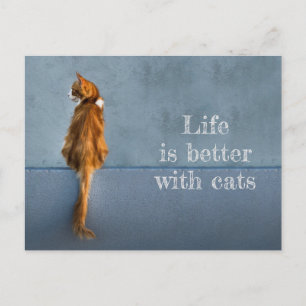 Het leven is beter met katten / Maine Coon foto Briefkaart