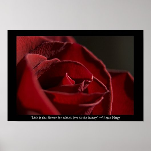 Het leven is de Bloem - Rode Rose Poster (Voorkant)