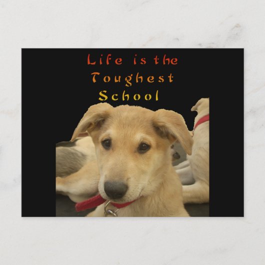 "Het leven is de moeilijkste school" Dog Art Print Briefkaart (Voorkant)