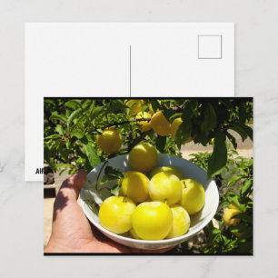 Het leven is een schaal pruimen briefkaart