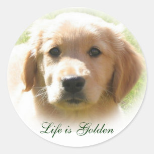 Het leven is Golden Dog Pet Ronde Sticker