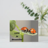 Het leven is mooi - Ladybug Briefkaart (Staand voorkant)