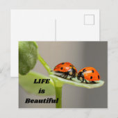 Het leven is mooi - Ladybug Briefkaart (Voorkant / Achterkant)