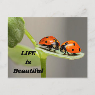 Het leven is mooi - Ladybug Briefkaart