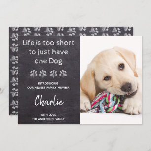 Het leven is te kort voor slechts één hond nieuwe  aankondiging