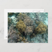 Het leven Koraal Briefkaart (Voorkant / Achterkant)